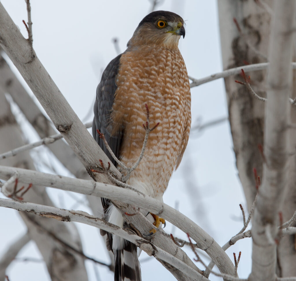 Hawk in Arapahoe Ridge