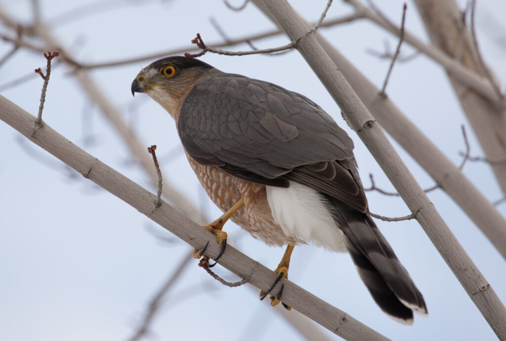 Our friendly neighborhood Hawk