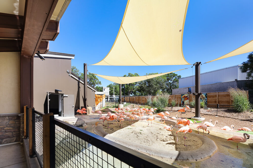 Flamingos viewing area