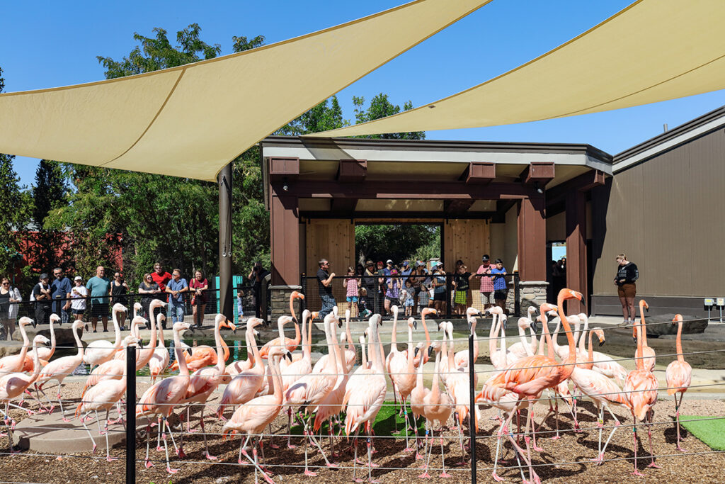 Flamingos wide viewing area