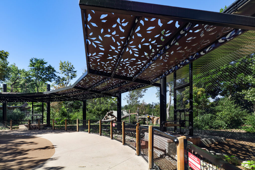 Gorillas feature at the Denver Zoo