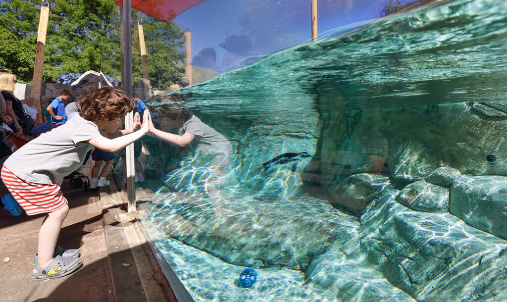 penguins glass viewing area