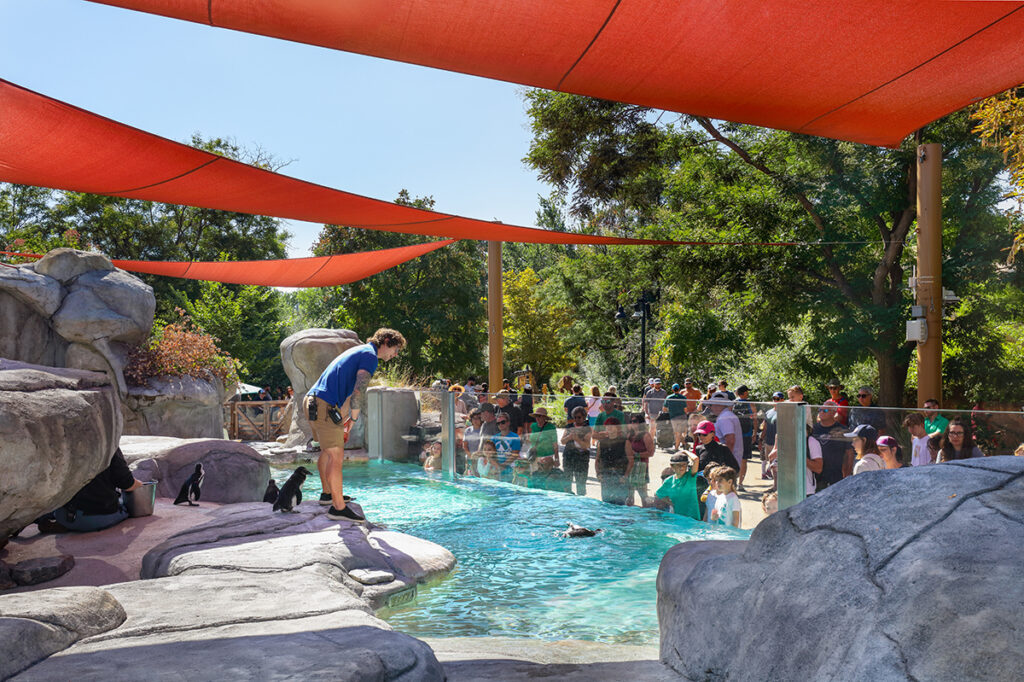 The Penguins feature